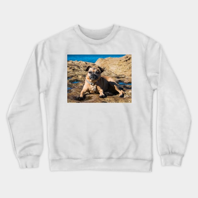 Pug cross jack russell dog sitting on rocks at umina beach on nsw central coast Crewneck Sweatshirt by Geoff79